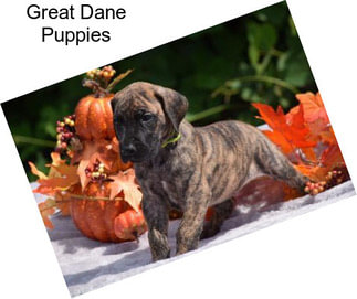 Great Dane Puppies