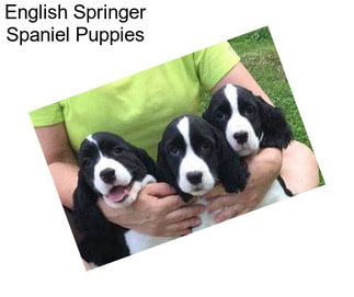 English Springer Spaniel Puppies