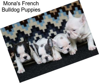Mona\'s French Bulldog Puppies