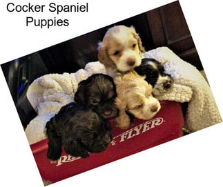 Cocker Spaniel Puppies