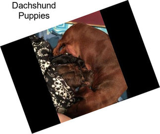 Dachshund Puppies