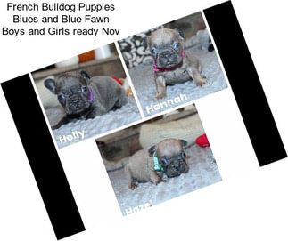 French Bulldog Puppies Blues and Blue Fawn Boys and Girls ready Nov