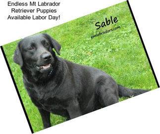 Endless Mt Labrador Retriever Puppies Available Labor Day!