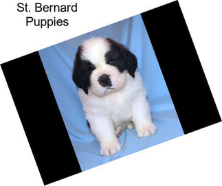 St. Bernard Puppies