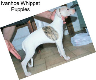 Ivanhoe Whippet Puppies