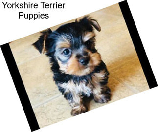 Yorkshire Terrier Puppies