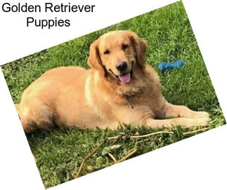 Golden Retriever Puppies