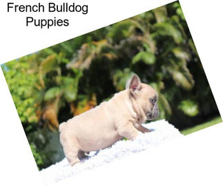 French Bulldog Puppies