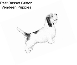 Petit Basset Griffon Vendeen Puppies