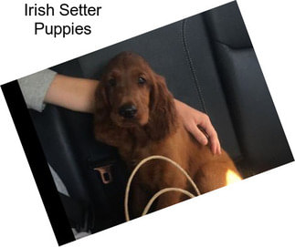 Irish Setter Puppies