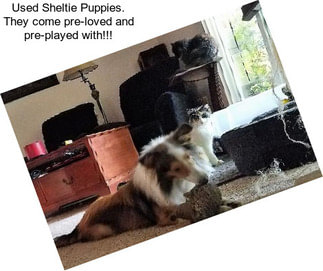 Used Sheltie Puppies. They come pre-loved and pre-played with!!!