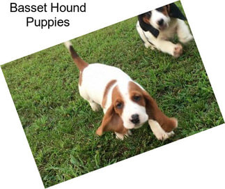 Basset Hound Puppies