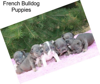 French Bulldog Puppies