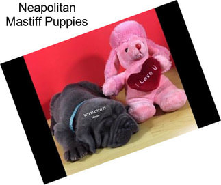 Neapolitan Mastiff Puppies