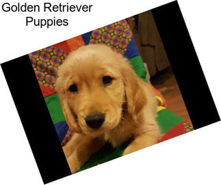 Golden Retriever Puppies