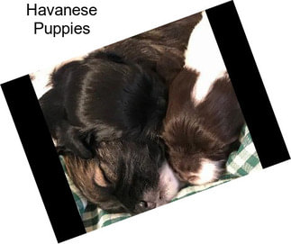 Havanese Puppies