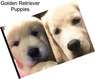 Golden Retriever Puppies