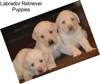 Labrador Retriever Puppies