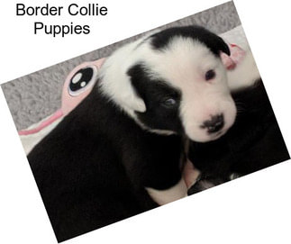 Border Collie Puppies