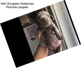 AKC European Doberman Pinscher puppies