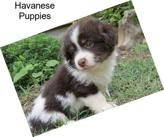 Havanese Puppies