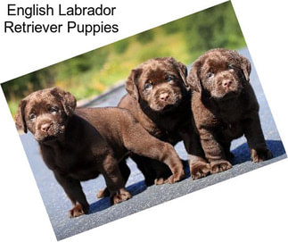 English Labrador Retriever Puppies