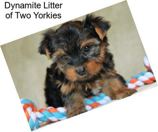 Dynamite Litter of Two Yorkies