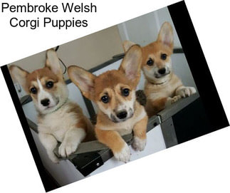 Pembroke Welsh Corgi Puppies