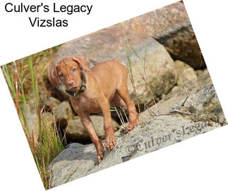 Culver\'s Legacy Vizslas