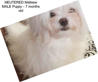 NEUTERED Maltese MALE Puppy - 7 months old