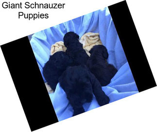 Giant Schnauzer Puppies