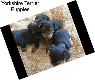 Yorkshire Terrier Puppies