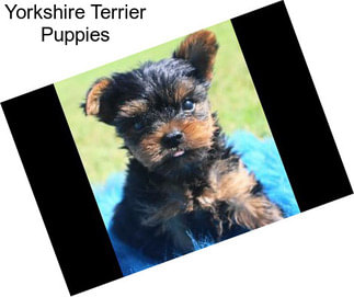 Yorkshire Terrier Puppies