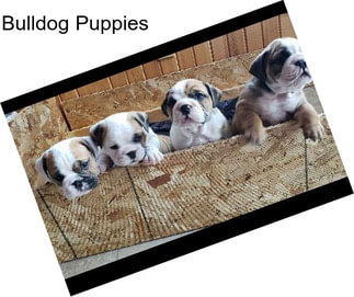 Bulldog Puppies