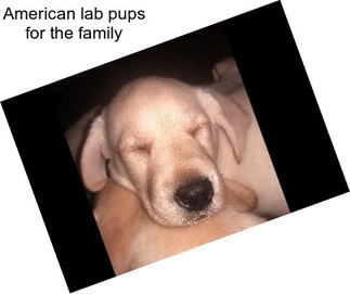 American lab pups for the family