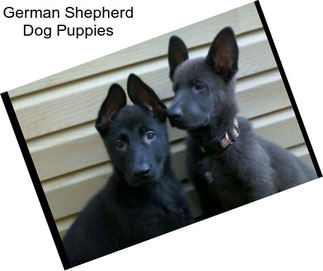 German Shepherd Dog Puppies