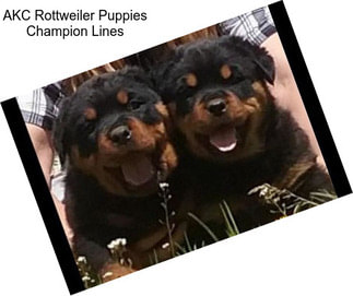 AKC Rottweiler Puppies Champion Lines