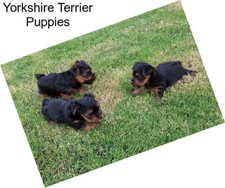 Yorkshire Terrier Puppies