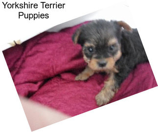 Yorkshire Terrier Puppies