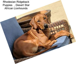 Rhodesian Ridgeback Puppies  , Desert Star African Lionhounds