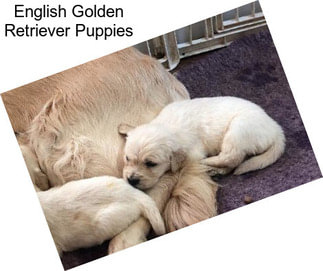 English Golden Retriever Puppies