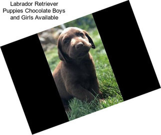 Labrador Retriever Puppies Chocolate Boys and Girls Available