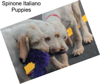 Spinone Italiano Puppies