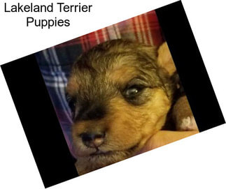 Lakeland Terrier Puppies