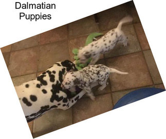 Dalmatian Puppies