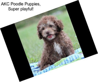 AKC Poodle Puppies, Super playful!