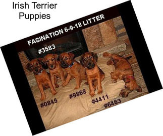 Irish Terrier Puppies