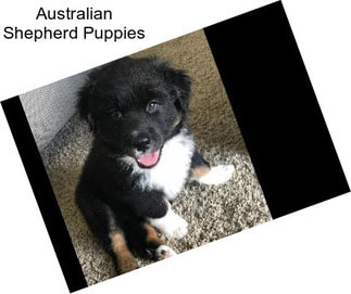 Australian Shepherd Puppies