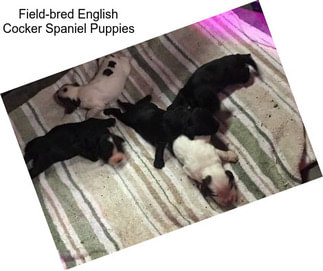 Field-bred English Cocker Spaniel Puppies
