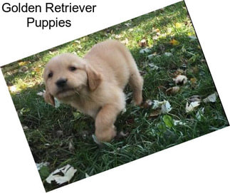 Golden Retriever Puppies